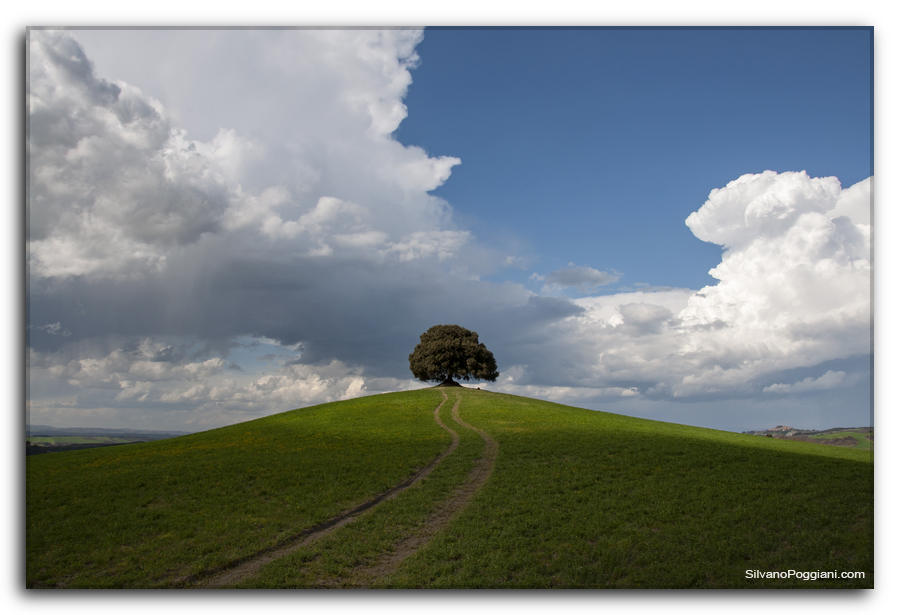 Grande leccio solitario sulla cima della collina verde, tracce di ruote conducono fino a lui, cielo azzurro con nuvole morbide.