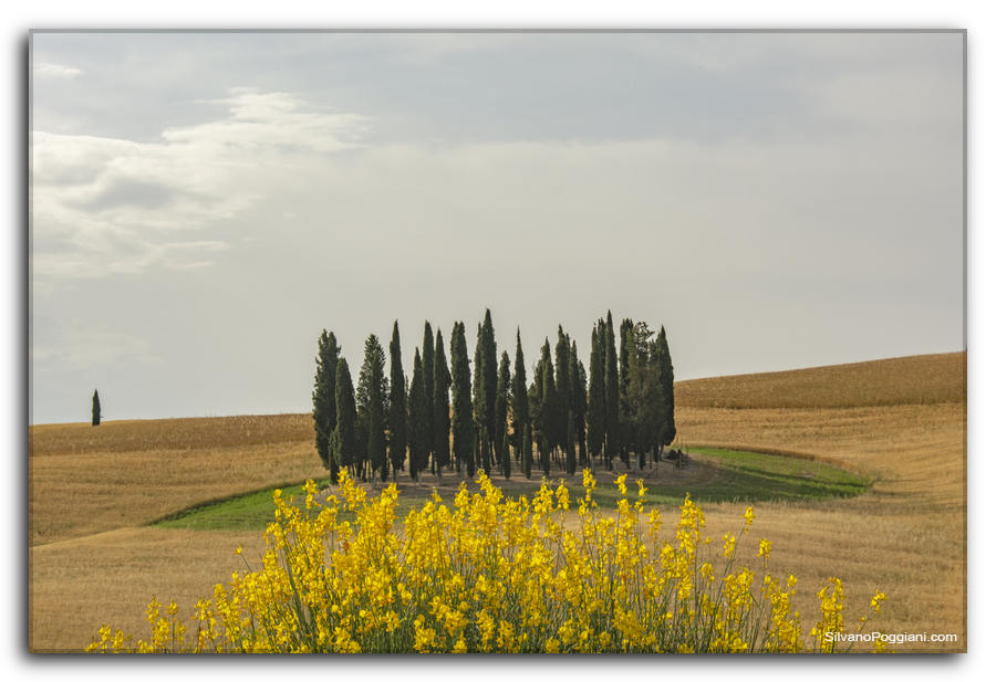 Cipressi di San Quirico D'Orcia con ginestra sotto di essi, incorniciati da erba verde su collina di grano giallo.