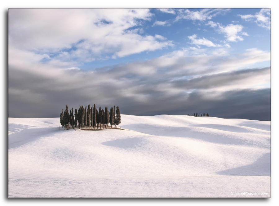 Cipressi innevati di San Quirico D'Orcia in contrasto cromatico suggestivo con la neve sulla collina.