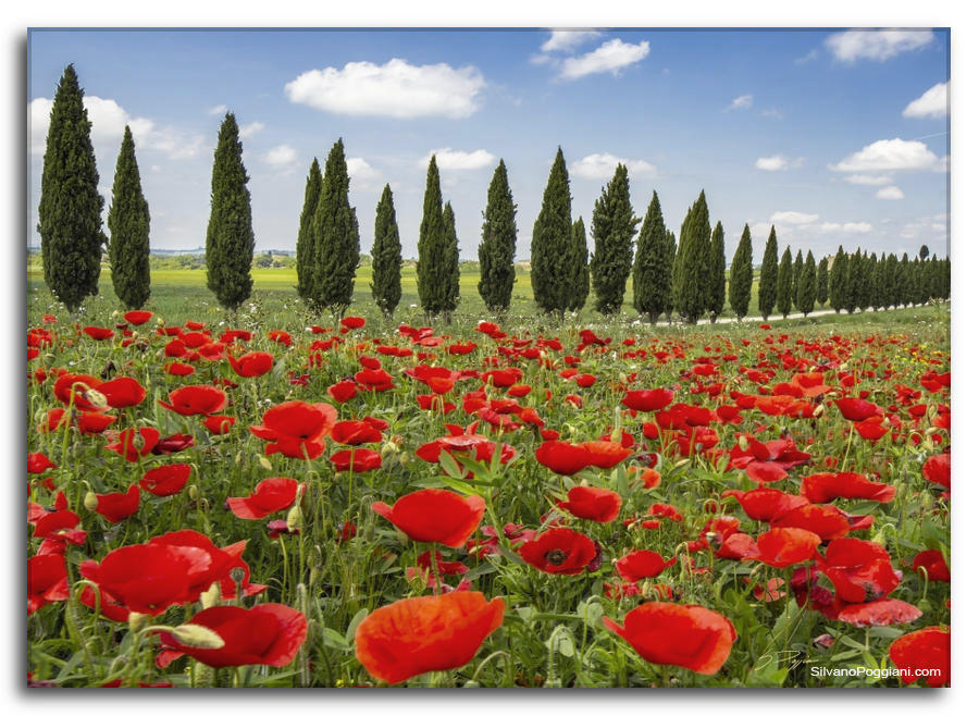 Papaveri rossi simbolo della Toscana in primo piano, sfondo di cipressi conferisce profondità alla scena. Armonia di rosso e verde crea un'immagine piacevole.