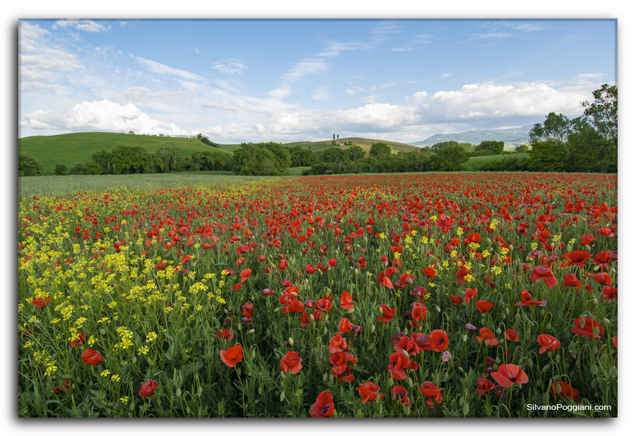 Campagna Toscana con papaveri rossi e fiori gialli in contrasto cromatico. La sensorialità è acuita dal profumo e dal suono delle api in volo.