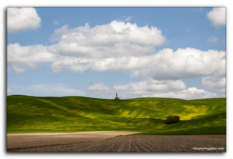 Cipresso solitario su una collina verde con fiori gialli e cielo azzurro con nuvole bianche.
