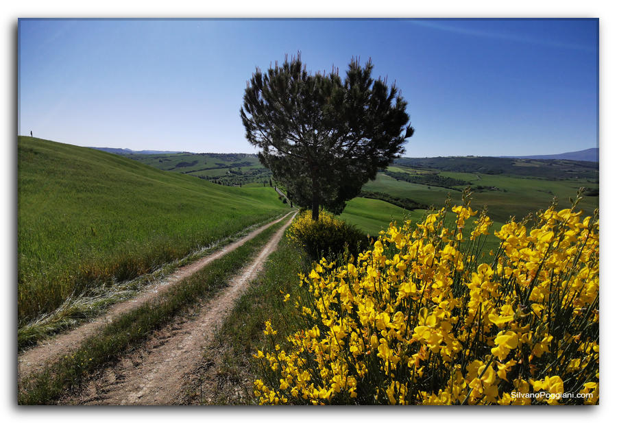Strada di terra attraversa una collina verde con ginestra gialla e pino.