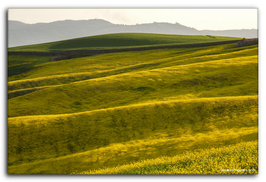 Contrasto cromatico di fiori gialli su collina verde, con Monticchiello sullo sfondo.