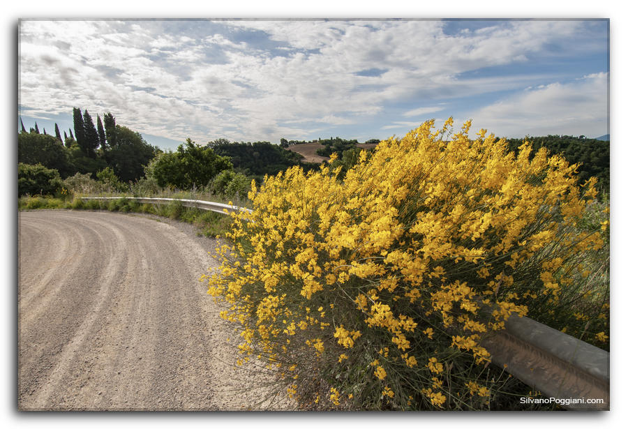 Solitaria ginestra gialla avvolta intorno ad un guardrail su strada bianca, crea un'immagine suggestiva e intrigante.