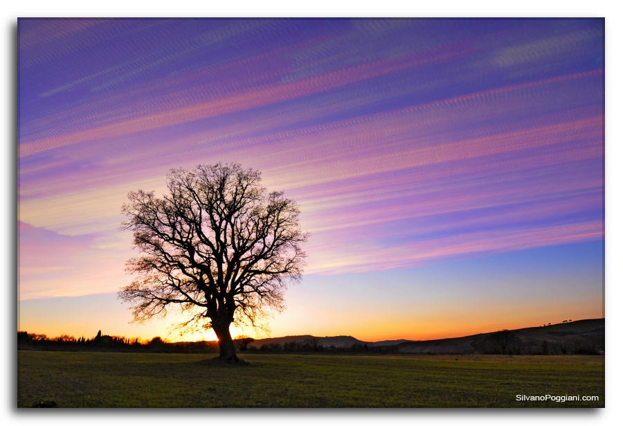 Quercia solitaria al tramonto con scie di nuvole rosa su cielo azzurro in time-lapse.