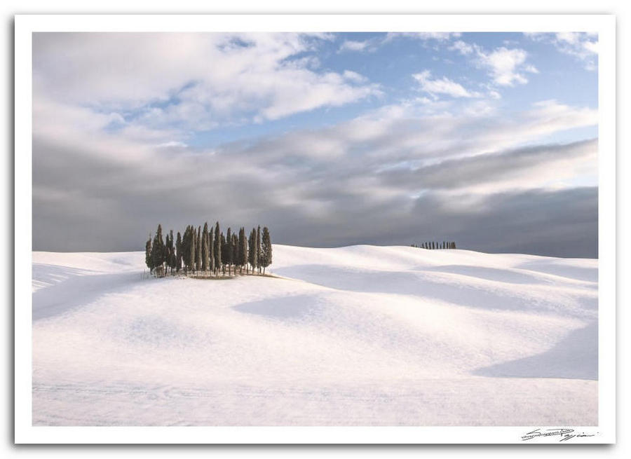 Paesaggio toscano innevato con colline ondulate e gruppo di cipressi al centro sotto un cielo nuvoloso, fotografia intitolata: L'incanto silenzioso dell'inverno.