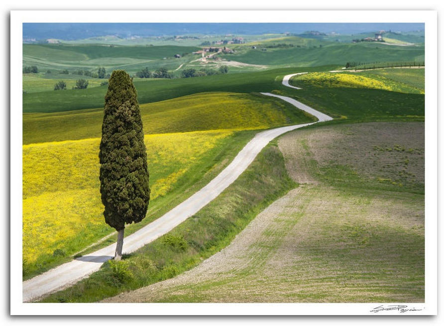 Paesaggio della campagna toscana con un cipresso solitario, fiori gialli e una strada bianca che si snoda tra le colline