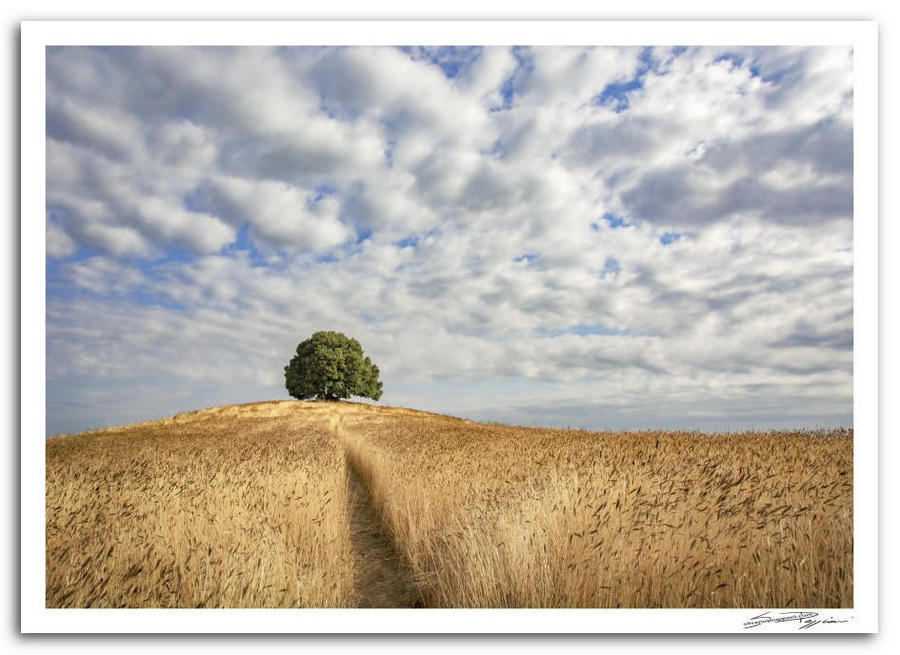 Paesaggio toscano. Sentiero in mezzo a un campo di grano dorato che conduce a un albero solitario sulla collina, sotto un cielo con nuvole stratificate.