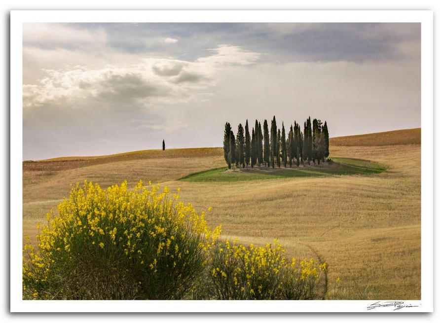 Paesaggio toscano con cipressi su una collina, fiori gialli di ginestra in primo piano e cielo nuvoloso