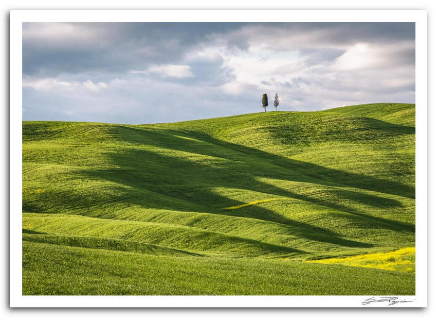 Paesaggio collinare toscano con dolci pendii verdi e due cipressi solitari sulla cima, sotto un cielo nuvoloso.