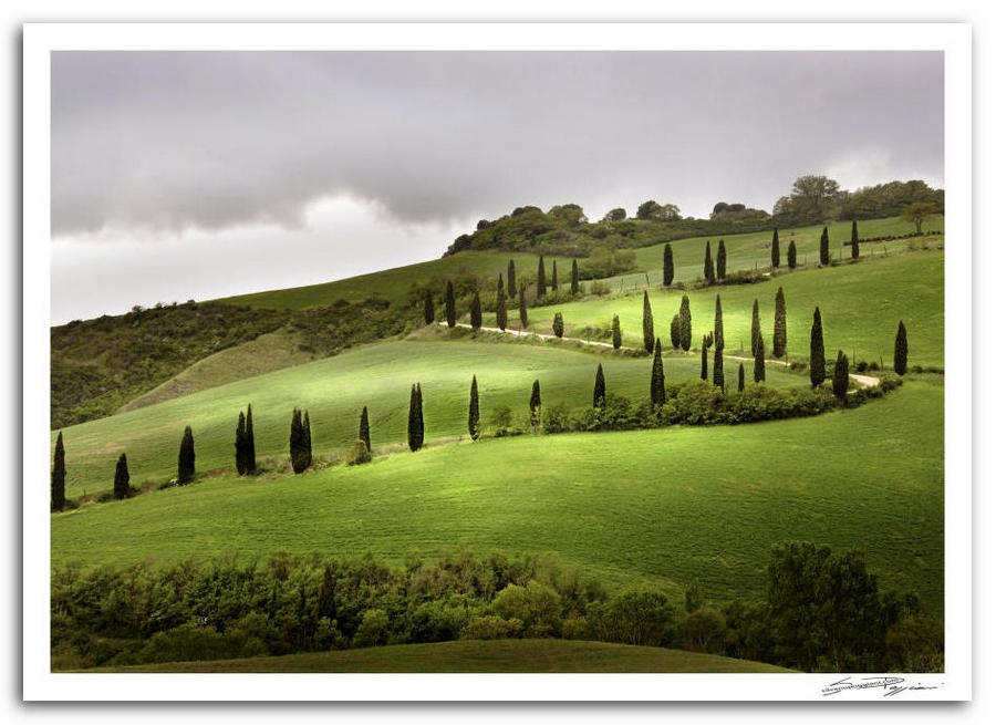 Paesaggio collinare toscano con sentiero di cipressi su prato verde e cielo grigio.