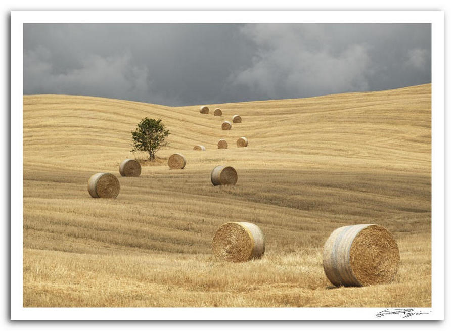 Paesaggio toscano, con campo di grano dopo la mietitura con rotoballe di paglia sparse sulla collina e un albero solitario sotto un cielo nuvoloso.