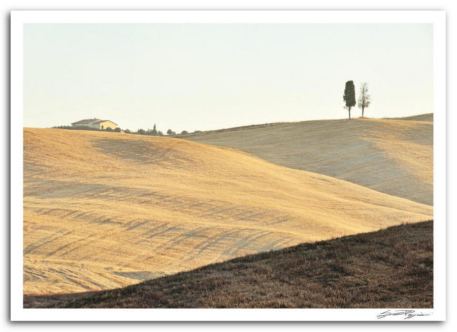 Paesaggio collinare toscano con campi di grano dorati, una casa colonica in lontananza e due cipressi isolati sulla collina