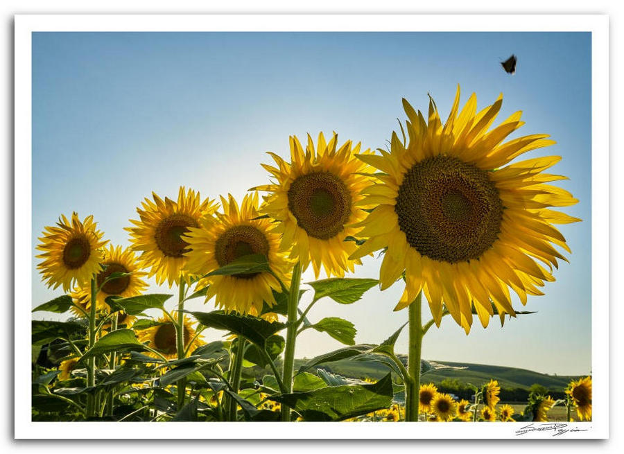 Campo di girasoli in fiore sotto un cielo azzurro con i fiori disposti in prospettiva crescente da sinistra a destra.