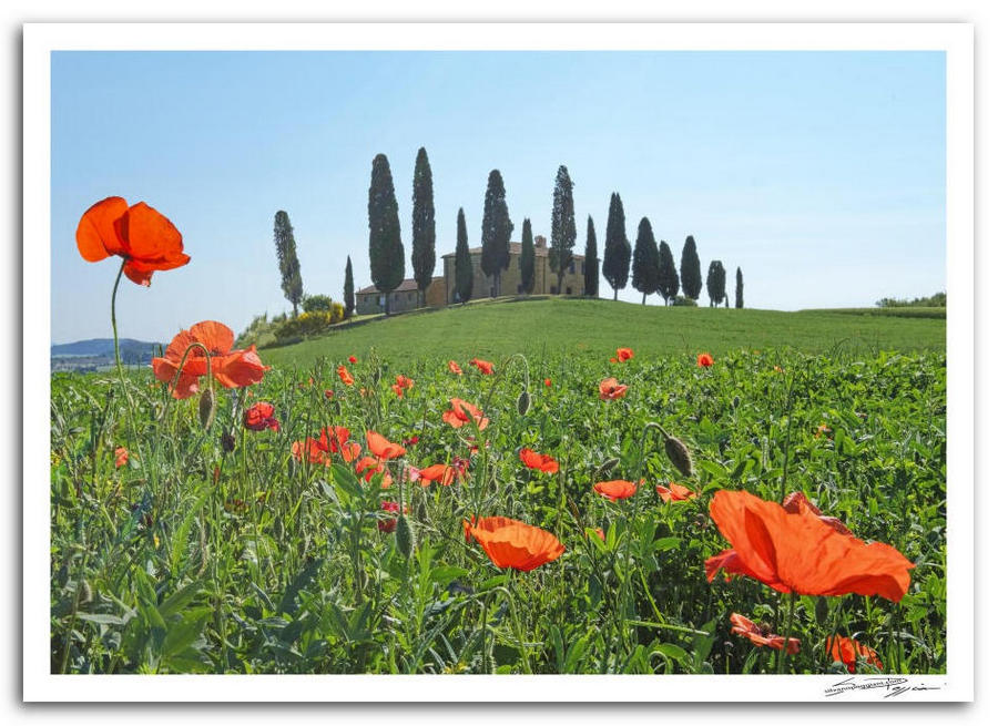 Paesaggio toscano primaverile con papaveri rossi in primo piano e villa con cipressi sulla collina.