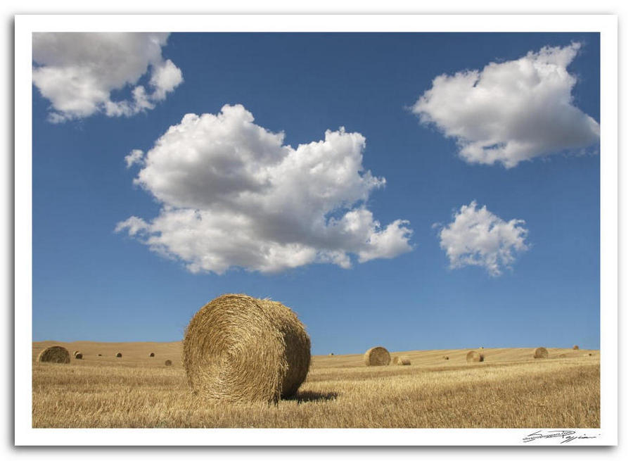 Balle di paglia rotonde in un campo di grano dorato sotto un cielo azzurro con nuvole bianche sparse.