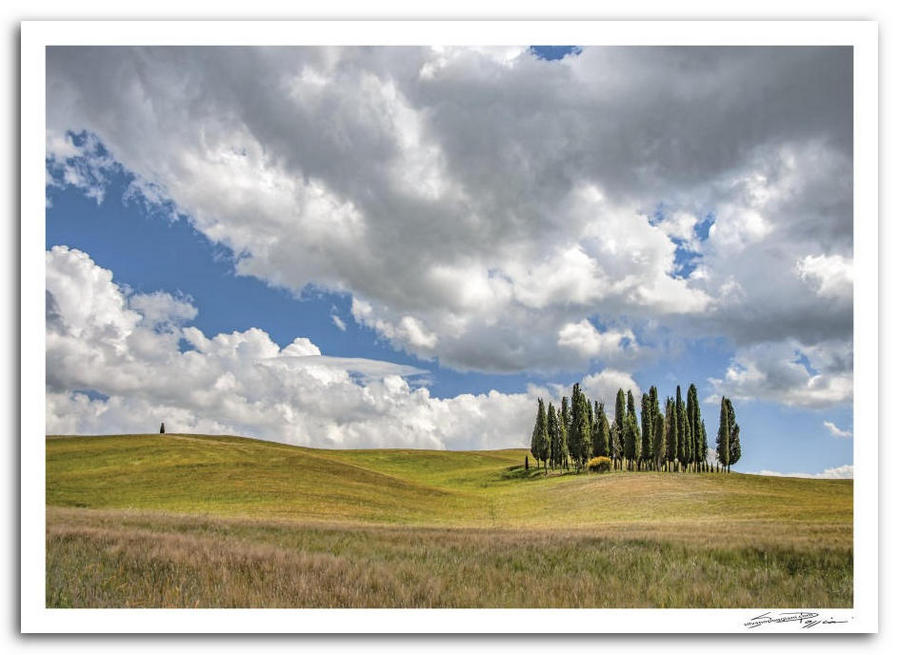 Paesaggio toscano con gruppo di alti cipressi su una collina ondulata con erba verde e oro, sotto un cielo azzurro con nuvole bianche.