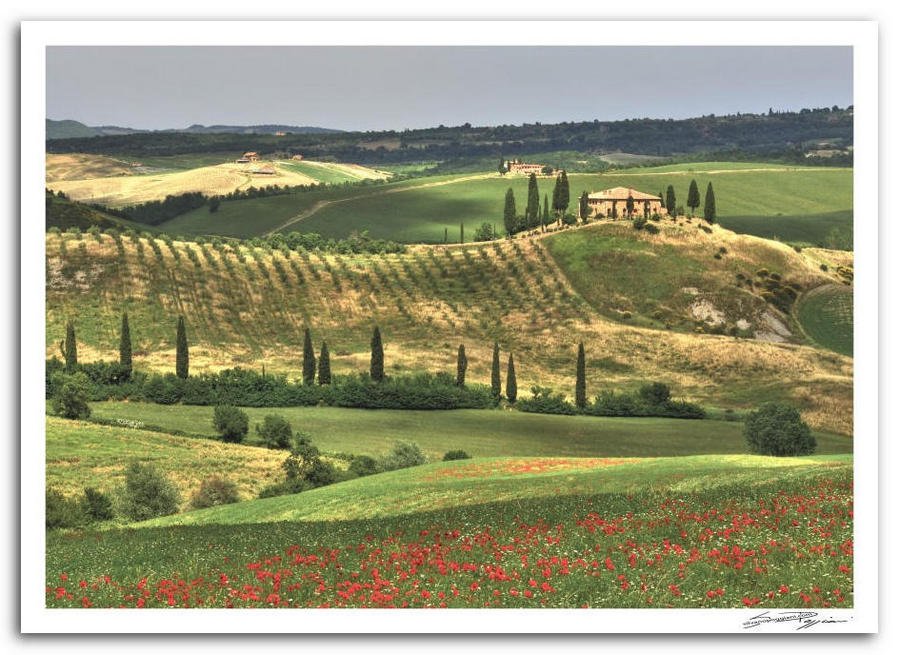 Paesaggio toscano con villa in collina, cipressi e campo di papaveri rossi in primo piano. Colline verdi ondulate con uliveti e terreni coltivati sullo sfondo.