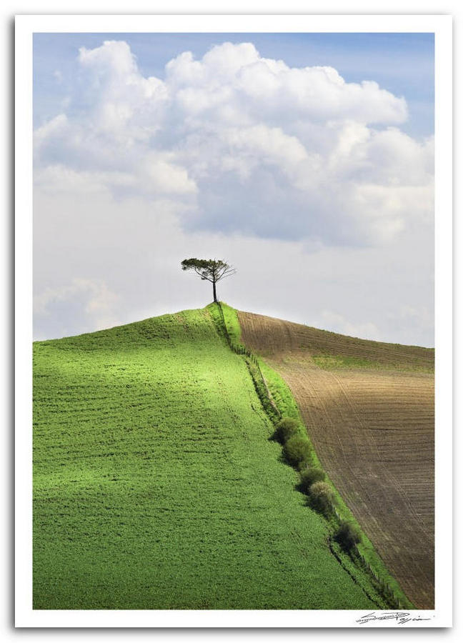 Paesaggio toscano con un singolo albero solitario in cima a una collina verde. La collina è divisa diagonalmente tra un lato verde brillante e un lato marrone arato, sotto un cielo azzurro con nuvole bianche..