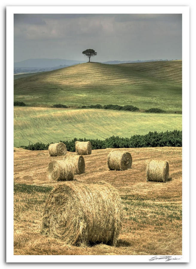 Paesaggio toscano con balle di fieno in primo piano e un albero solitario sulla collina in lontananza. Le colline ondulate sono coperte da campi verdi e dorati sotto un cielo nuvoloso.