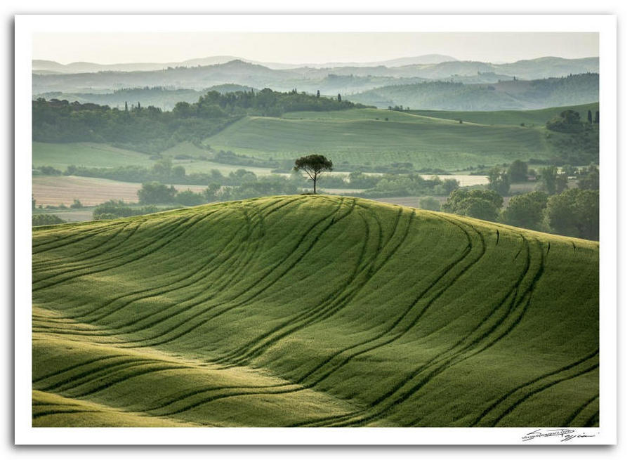 Paesaggio toscano collinare con un albero solitario su una collina verde, con tracce di ruote.