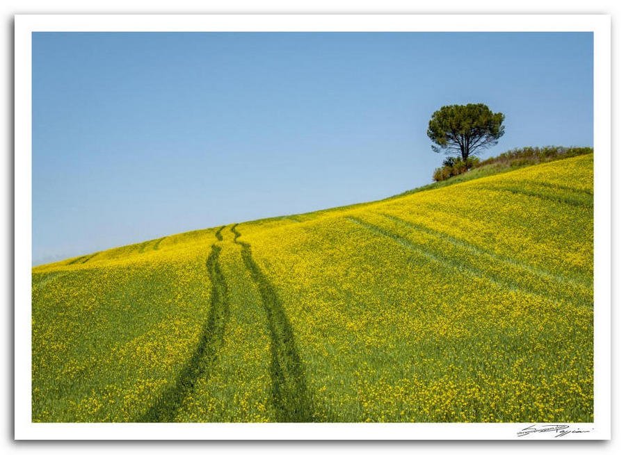 Campo di fiori gialli con tracce di veicoli e un albero solitario su una collina sotto un cielo azzurro.