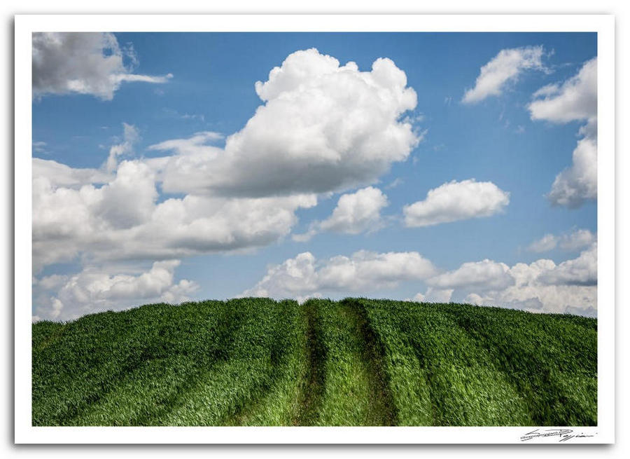 Campo verde con orme di trattore, cielo azzurro e nuvole bianche.