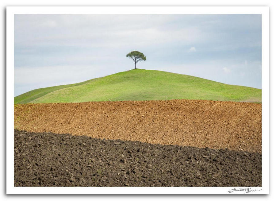 Albero solitario su una collina verde con strati di terreno arato in primo piano e cielo parzialmente nuvoloso.