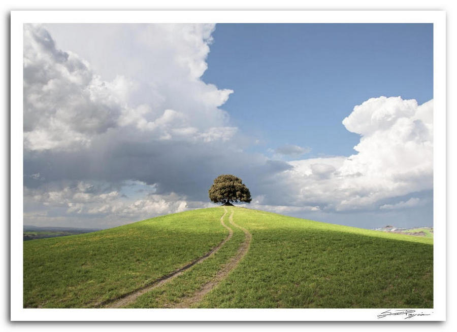 Un albero solitario su una collina verde con un sentiero che conduce ad esso, sotto un cielo parzialmente nuvoloso.