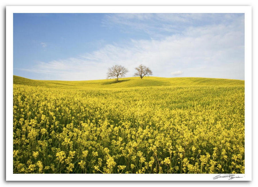 Campo di fiori gialli con due querce su una collina toscana sotto un cielo azzurro. Immagine intitolata 'Una sinfonia silenziosa tra le querce'