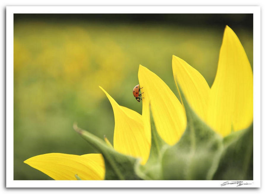 Girasole con petali gialli vivaci e coccinella rossa con punti neri su uno dei petali, con sfondo sfocato.