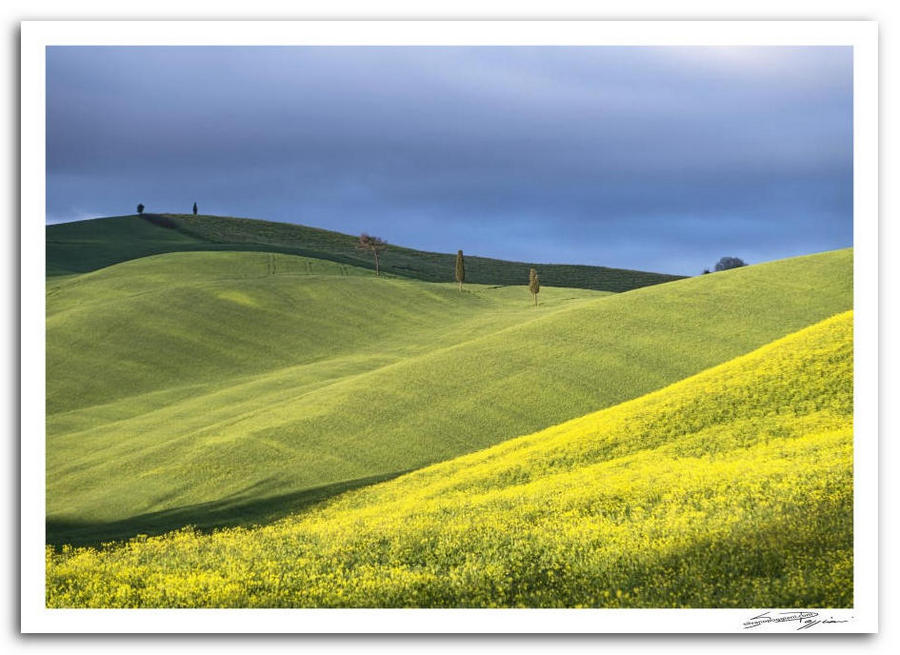 Paesaggio collinare della toscana, con campi verdi e fiori gialli sotto un cielo nuvoloso.