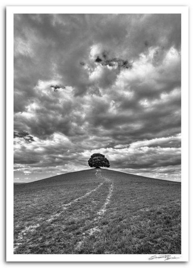 Albero solitario su una collina con un sentiero e cielo nuvoloso in bianco e nero.