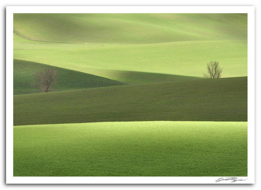 Paesaggio collinare verde della toscana, con alberi solitari e contrasti di luce e ombra, intitolato 