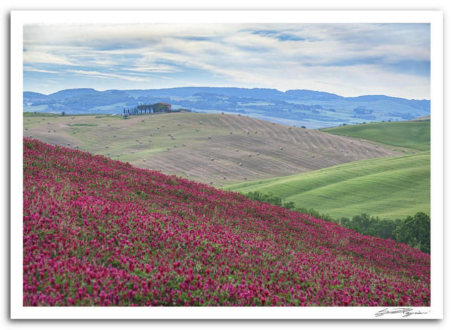 Paesaggio collinare toscano con campo di fiori fucsia in primo piano e colline verdi e marroni sullo sfondo, con una casa in lontananza.