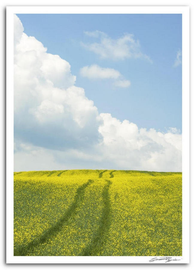 Paesaggio toscano. Campo di fiori gialli con tracce di passaggio che attraversano il campo, sotto un cielo azzurro con nuvole bianche.