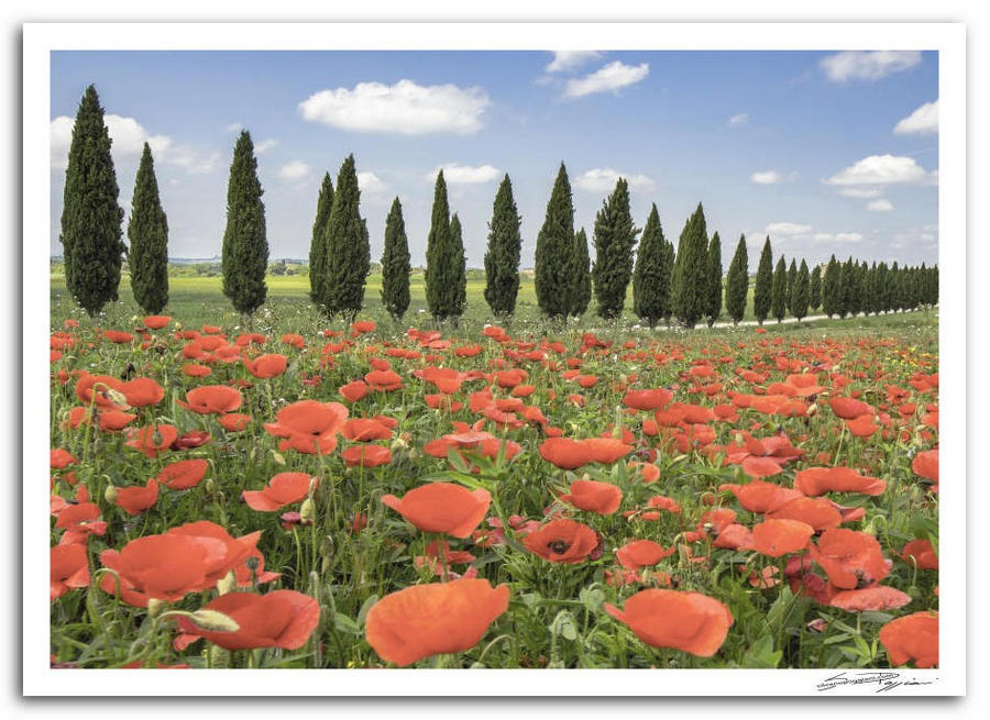  Paesaggio toscano con papaveri rossi in fiore e fila di cipressi sotto un cielo azzurro con nuvole soffici