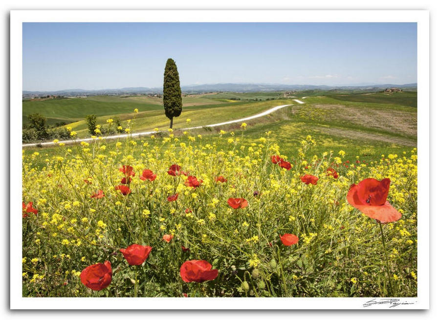 Armonie della terra: Campo di papaveri rossi e fiori selvatici gialli con un cipresso solitario e colline verdi sotto un cielo azzurro